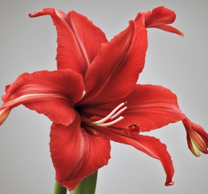 Amaryllis giftig: Ritterstern als gefährliche Zimmerpflanze und Weihnachtspflanze