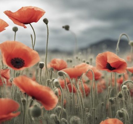 Mohnblume giftig: Was Sie über den Klatschmohn in Ihrem Garten wissen müssen